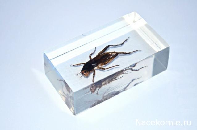 Насекомые №14 - Азиатский сверчок (Gryllidae)