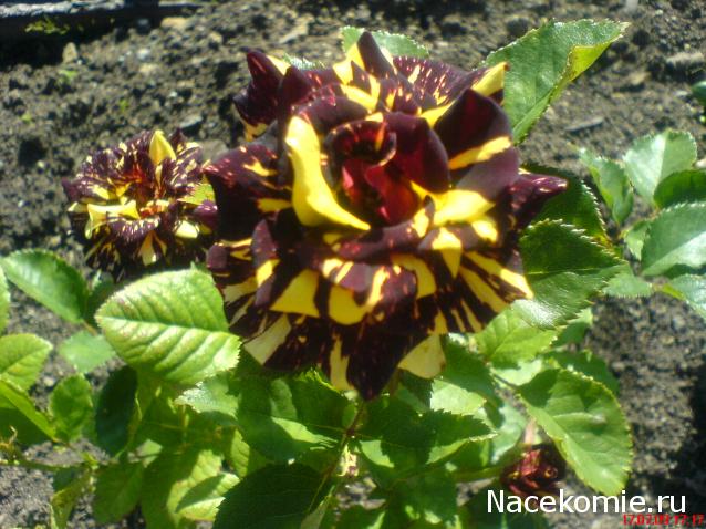 Наши Дни Рождения