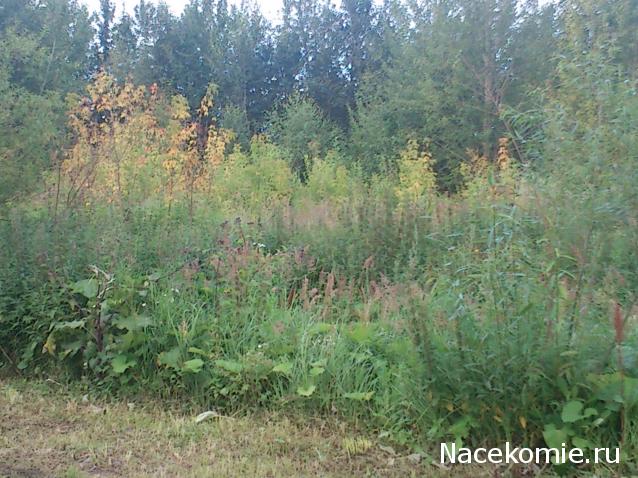 Куклы в народных костюмах – "Девчушки-болтушки"