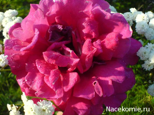 Наши Дни Рождения