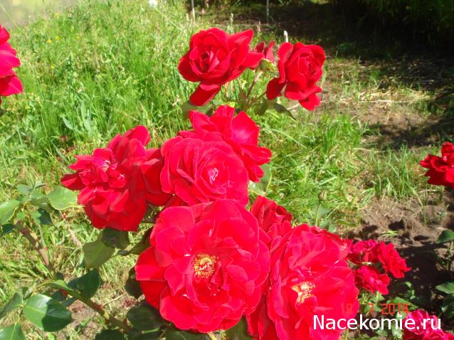 Наши Дни Рождения