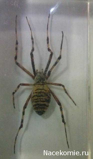 Насекомые №25 - Аргиопа Брюнниха (Argiope bruennichi)