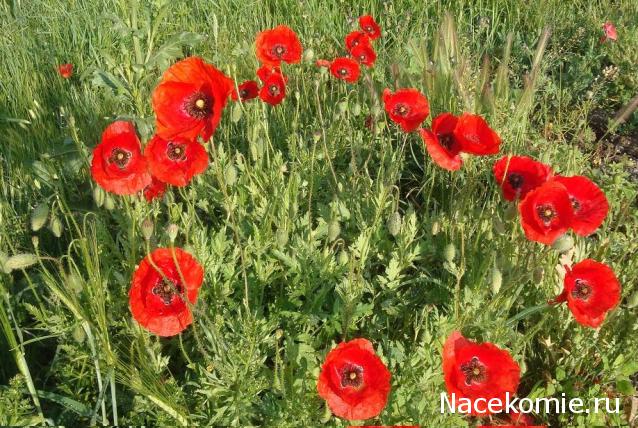 Наши Дни Рождения