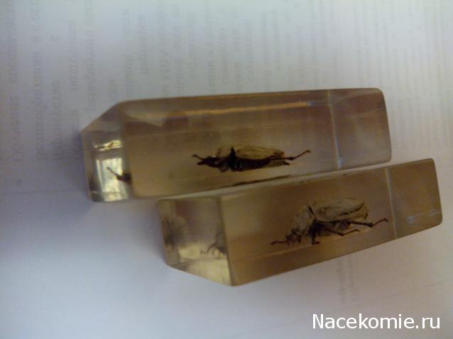 Насекомые №26 - Белый бриллиантовый жук (Cyphochilus sp.)