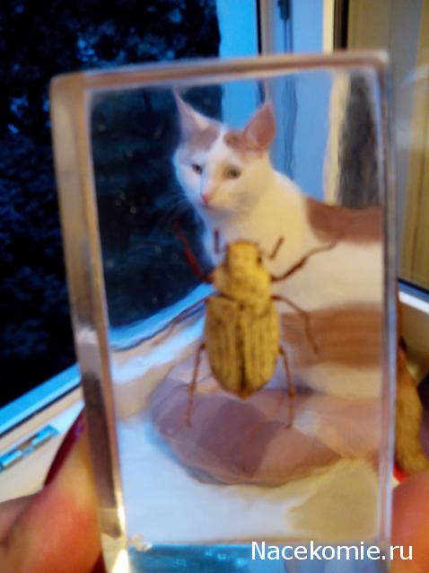 Насекомые №26 - Белый бриллиантовый жук (Cyphochilus sp.)