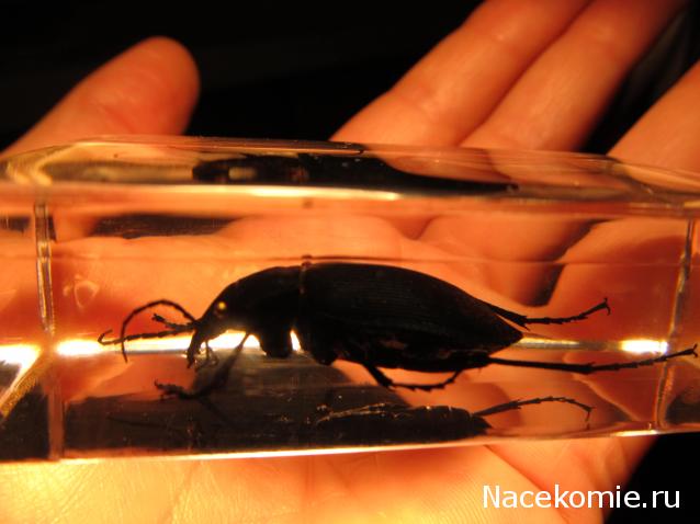 Насекомые №22 - Красотел (Calosoma sp)