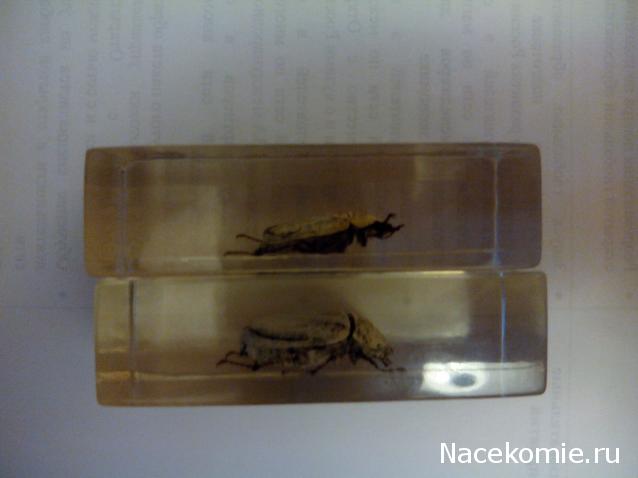 Насекомые №26 - Белый бриллиантовый жук (Cyphochilus sp.)