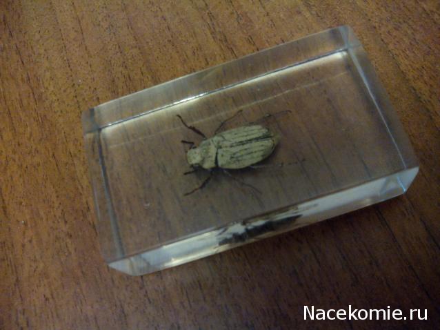 Насекомые №26 - Белый бриллиантовый жук (Cyphochilus sp.)