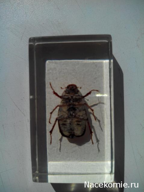 Насекомые №26 - Белый бриллиантовый жук (Cyphochilus sp.)