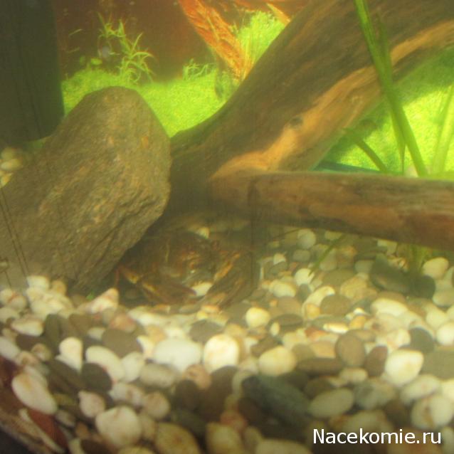 Наполеоновские Войны - Новая флудилка