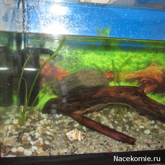 Наполеоновские Войны - Новая флудилка