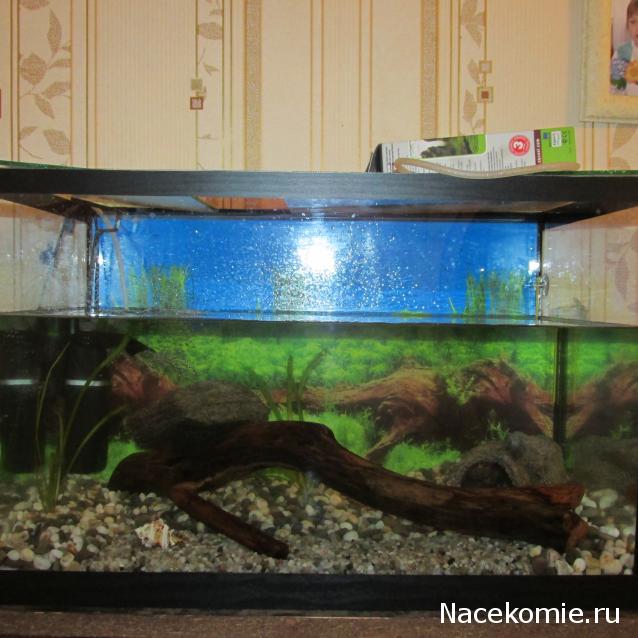 Наполеоновские Войны - Новая флудилка