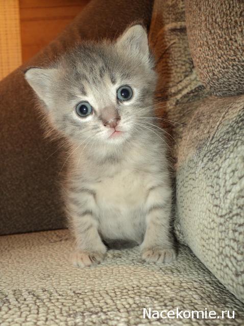 Paranoya - мой скромный домик