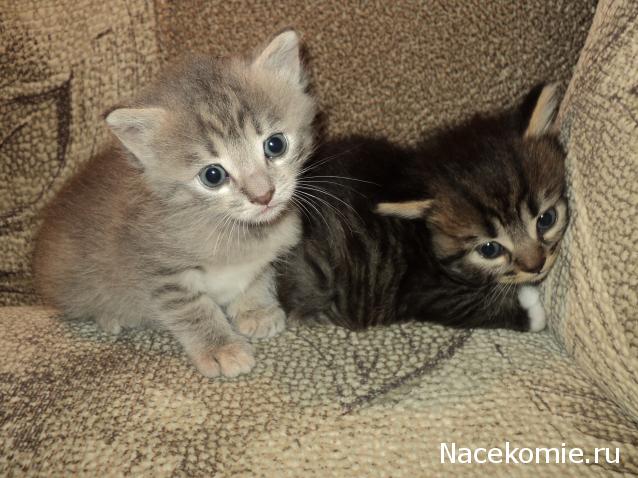 Paranoya - мой скромный домик