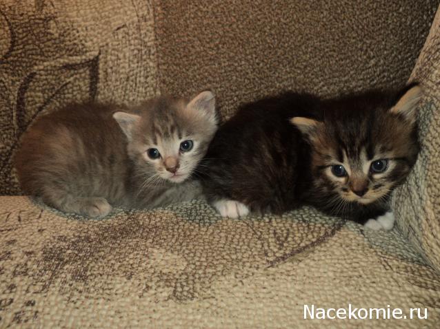 Paranoya - мой скромный домик