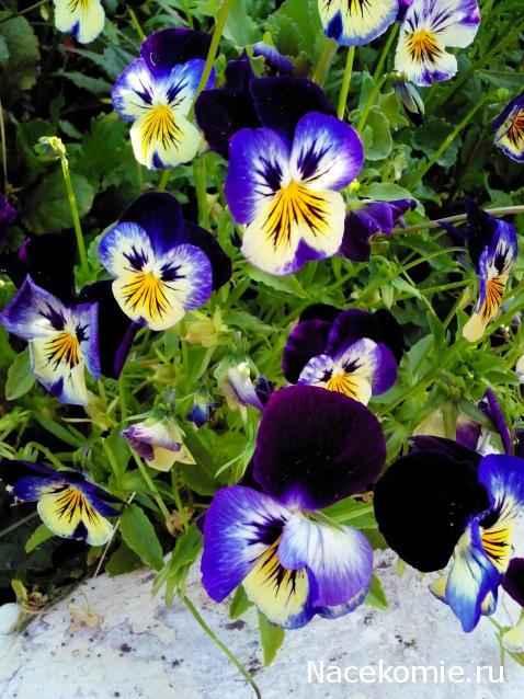 Moshule - Стройка века