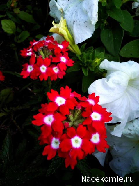 Moshule - Стройка века