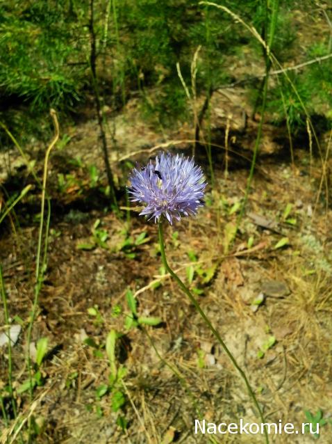 Moshule - Стройка века