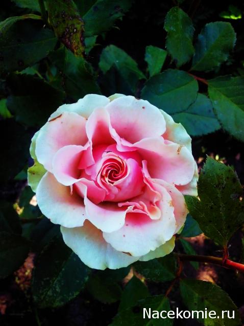 Moshule - Стройка века