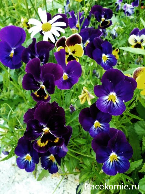 Moshule - Стройка века