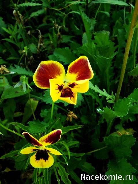 Moshule - Стройка века