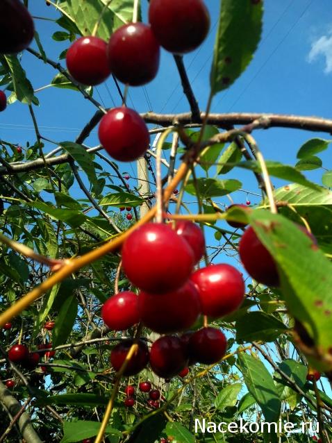 Moshule - Стройка века