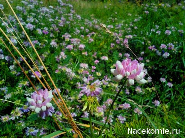 Moshule - Стройка века