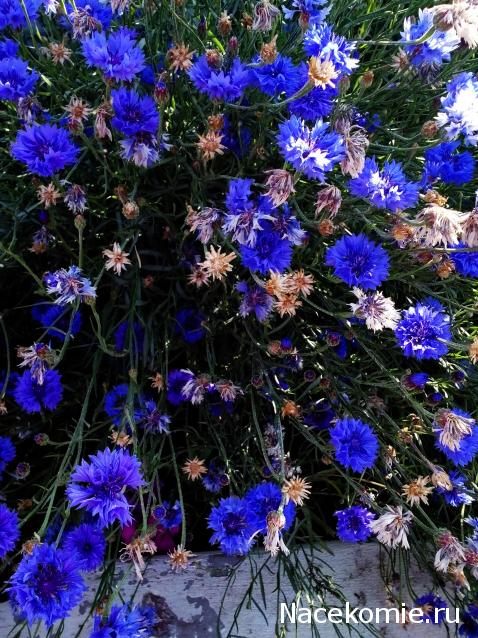 Moshule - Стройка века