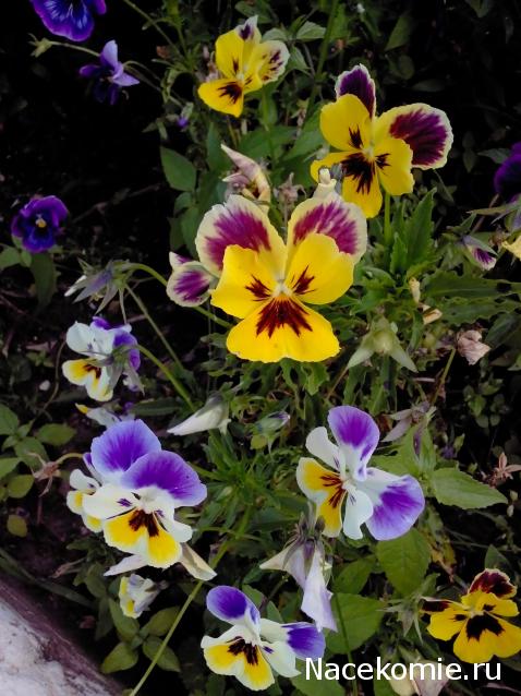 Moshule - Стройка века