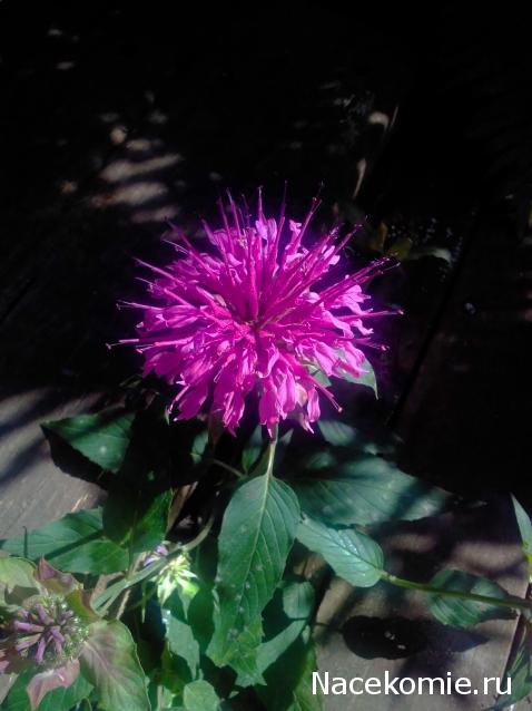 Moshule - Стройка века