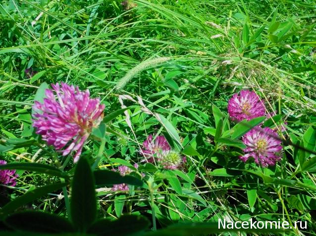 Moshule - Стройка века