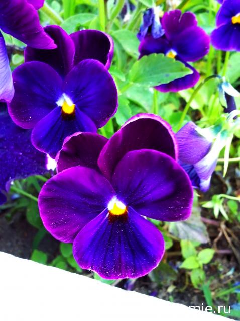 Moshule - Стройка века