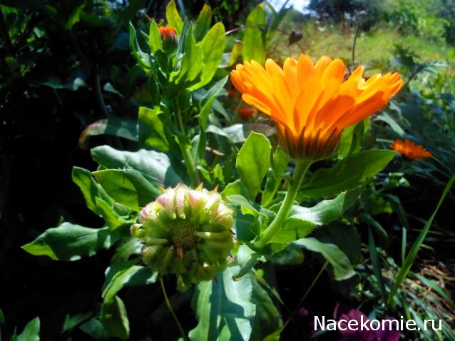 Moshule - Стройка века