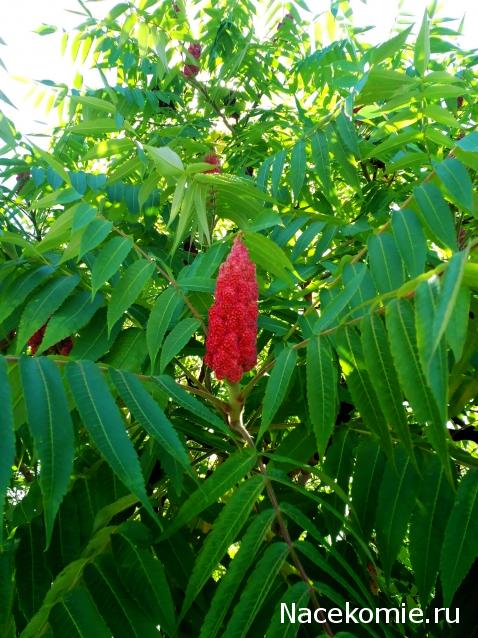 Moshule - Стройка века