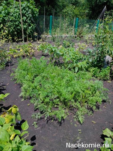 Moshule - Стройка века