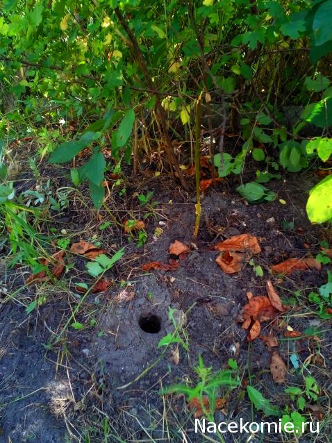 Moshule - Стройка века