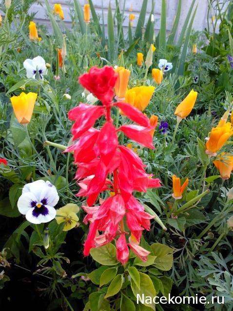 Moshule - Стройка века