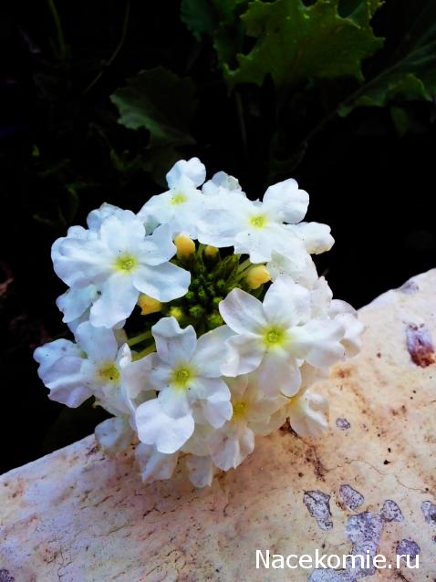 Moshule - Стройка века