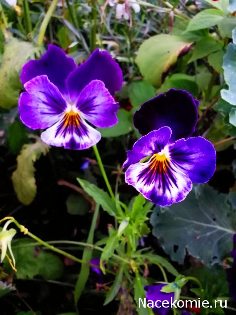 Moshule - Стройка века