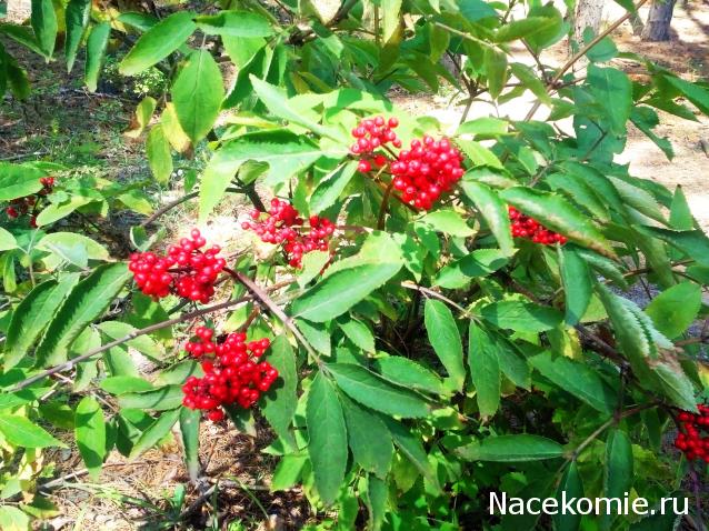 Moshule - Стройка века