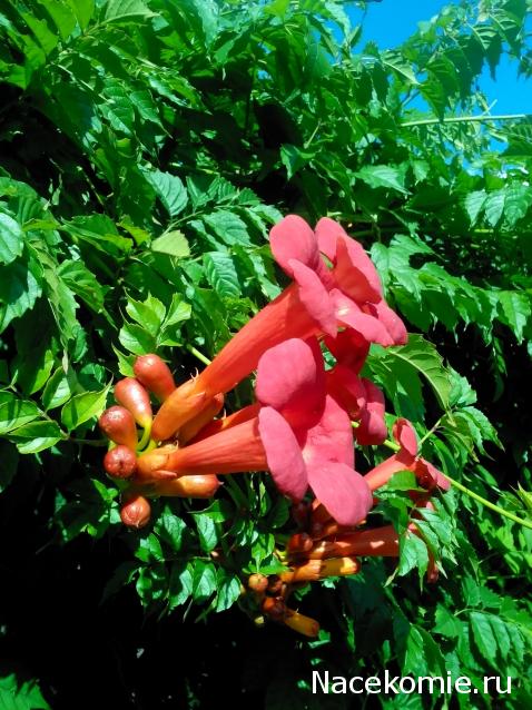 Moshule - Стройка века