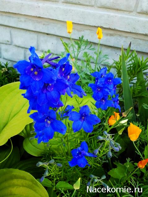 Moshule - Стройка века