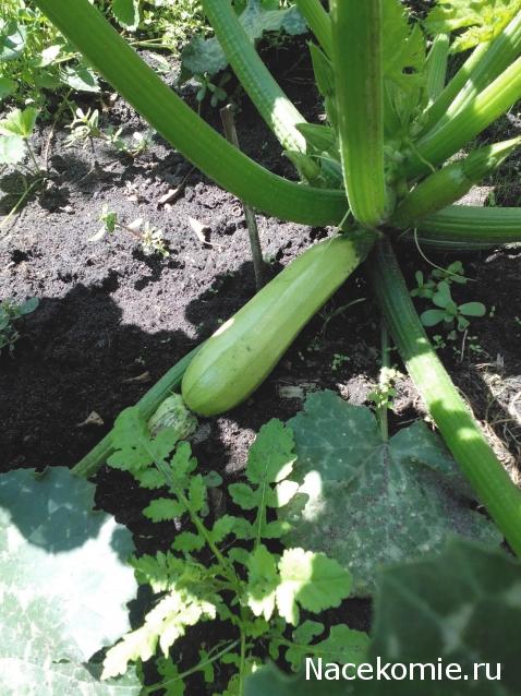 Moshule - Стройка века