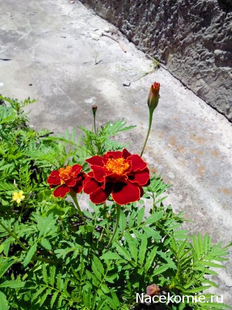 Moshule - Стройка века