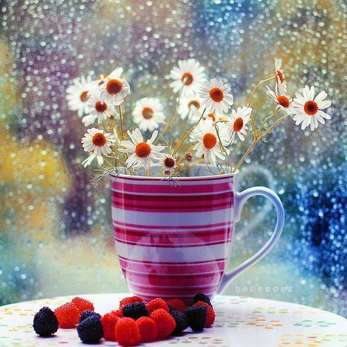 Paranoya - мой скромный домик