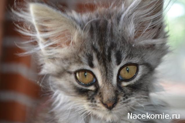 leonidovna - Ниша мечты