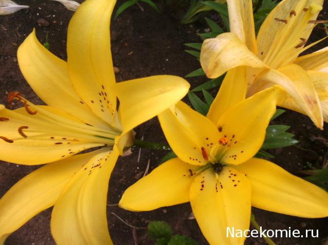 leonidovna - Ниша мечты