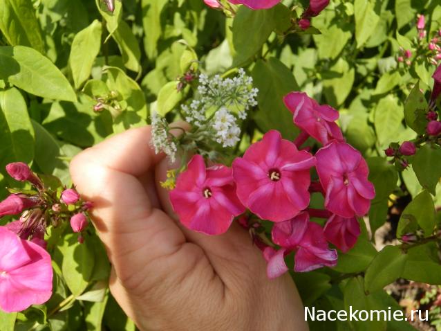 Mittara  Моя история или "Домик для моей Любимки"