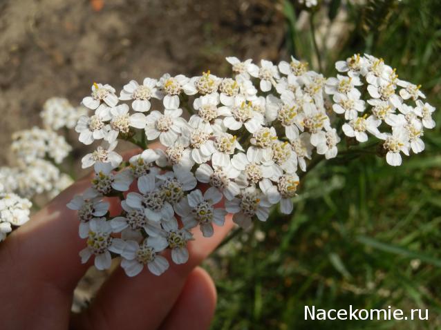 Mittara  Моя история или "Домик для моей Любимки"