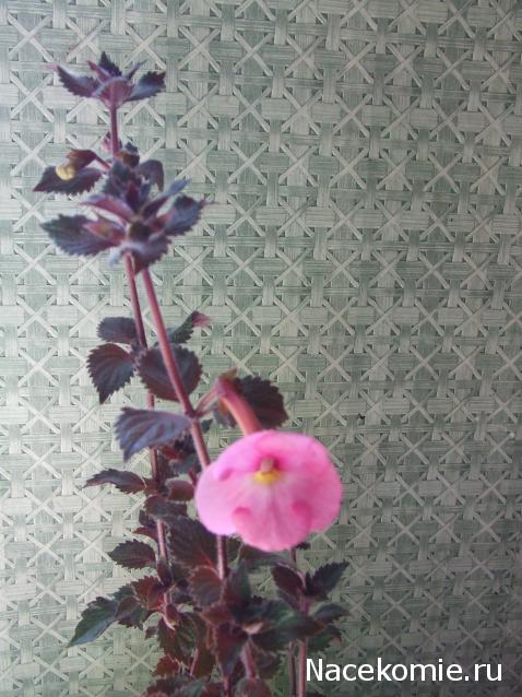 Rosinka07 - Домики бабушек